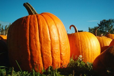 Top 5 Fall Festivities