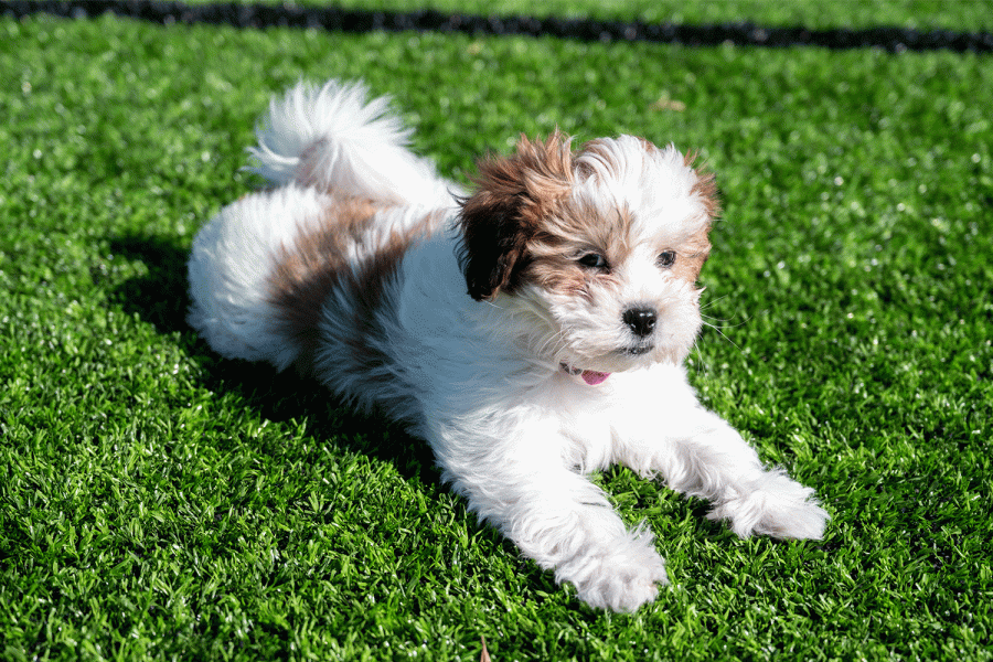 This Shih Poo puppy has been prancing around school for weeks and is ready to go to her forever home. The cross between a Shih Tzu and Toy Poodle will be auctions off live during the Boots & Bow Ties auction March 5.