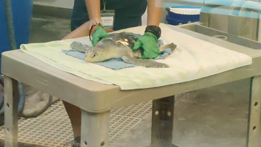 A rescued sea turtle is being wheeled into the Sick Bay at the Karen Beasley Sea Turtle Rescue and Rehabilitation Center after receiving a massage.