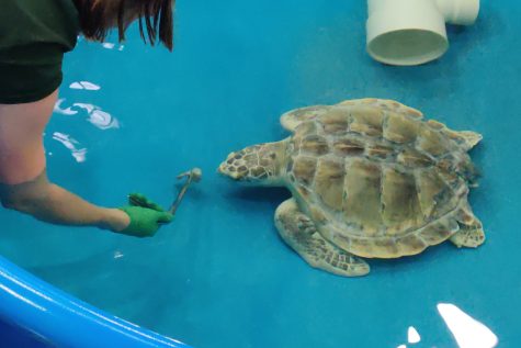 how to get to the floating turtle from sea of treats|TikTok Search