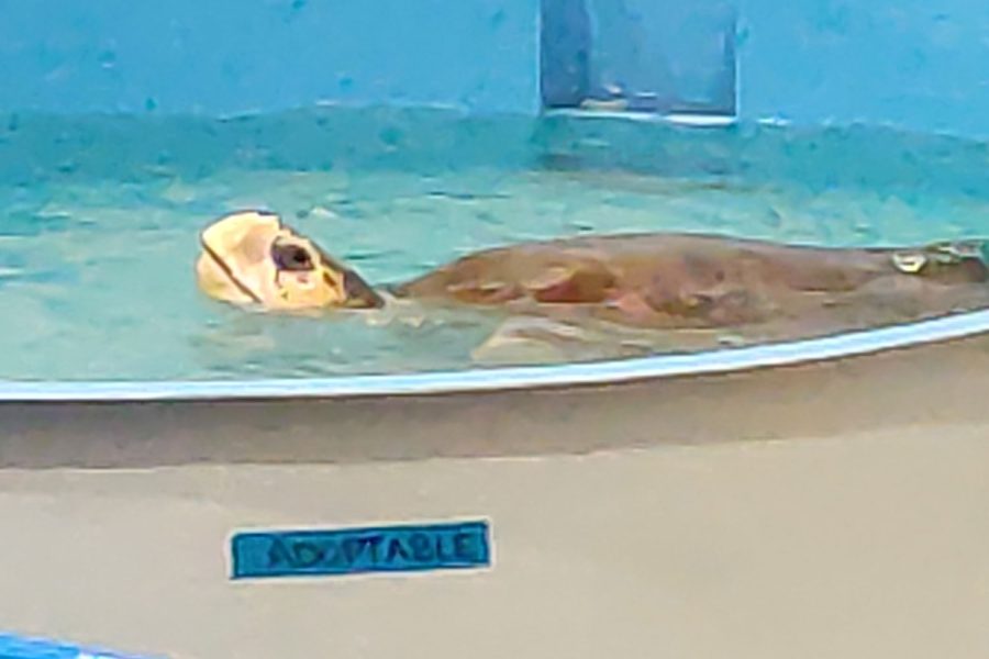 A sea turtle swimming in a rehab tank at the Karen Beasley Sea Turtle Rescue and Rehabilitation Center